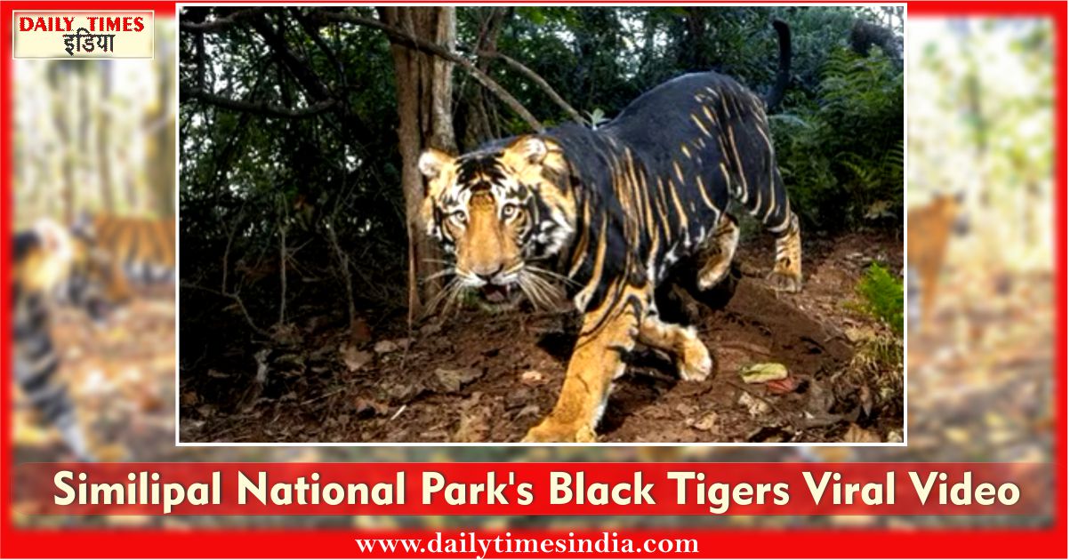 What’s the truth behind Similipal’s black tigers? Viral Video of rare black tiger family